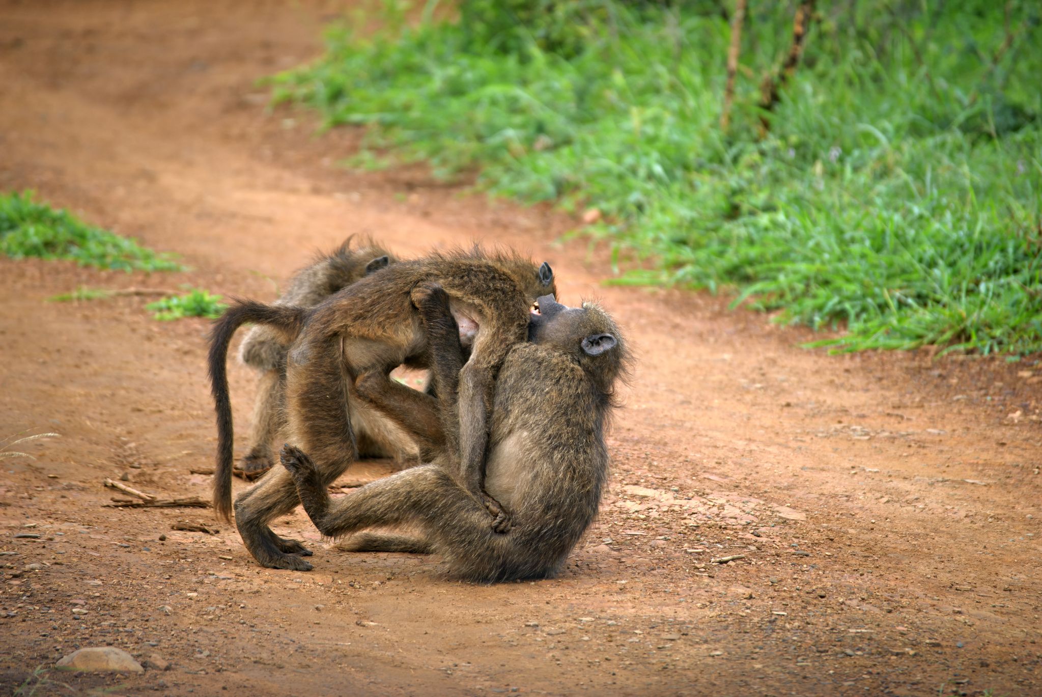 Bärenpaviane (Papio ursinus), auch Chacma-Paviane genannt, sind eine der größten Affenarten und kommen im südlichen Afrika vor, unter anderem im Hluhluwe Imfolozi Park. Sie leben in großen Gruppen und sind für ihr komplexes Sozialverhalten bekannt.